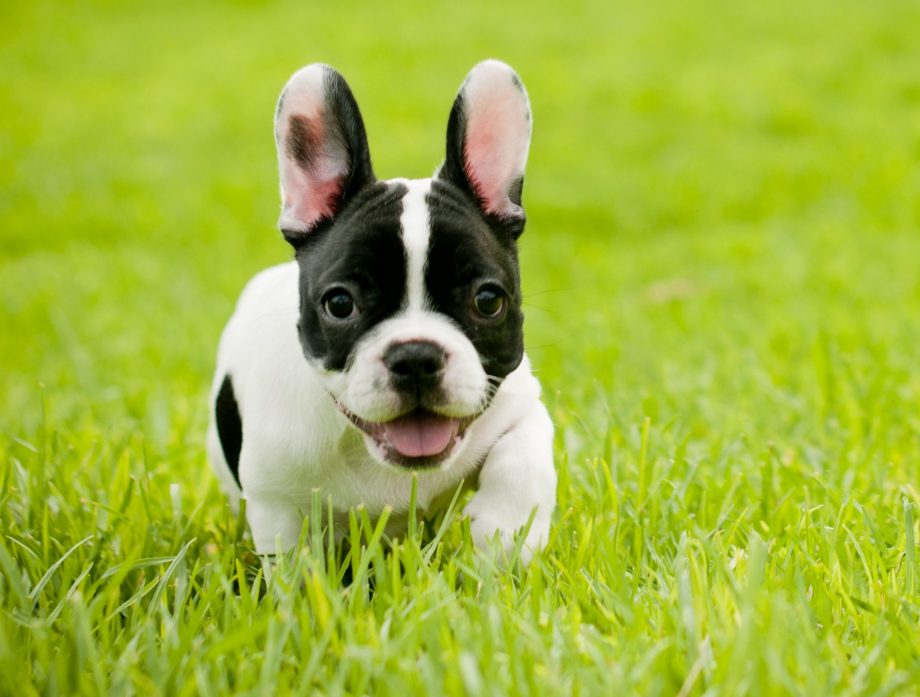 Image of French Bulldog posted on 2022-03-13 14:06:50 from vadodara